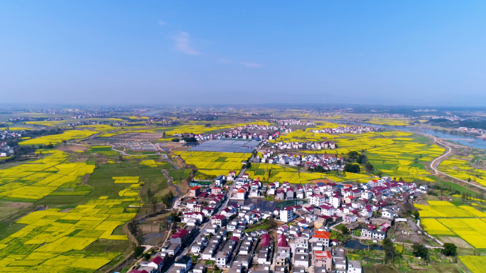 振兴乡村 田园风光 油菜花