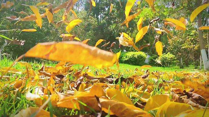 秋天枯黄飘落的落叶