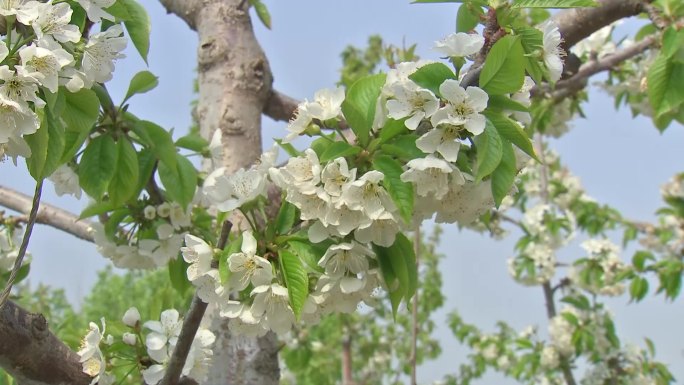 花樱桃花