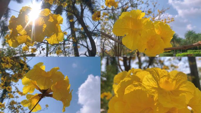 黄风铃花唯美特写