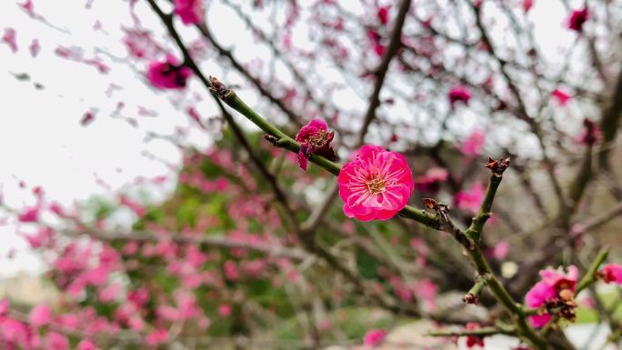 梅花盛开视频