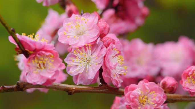 鲜艳红色梅花桃花实拍春天