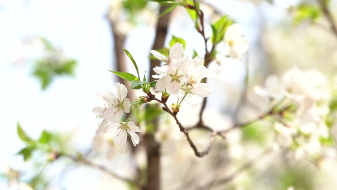 花开枝头