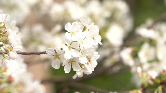 春天的李子花开