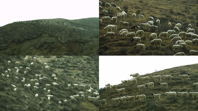 山间牧场羊群