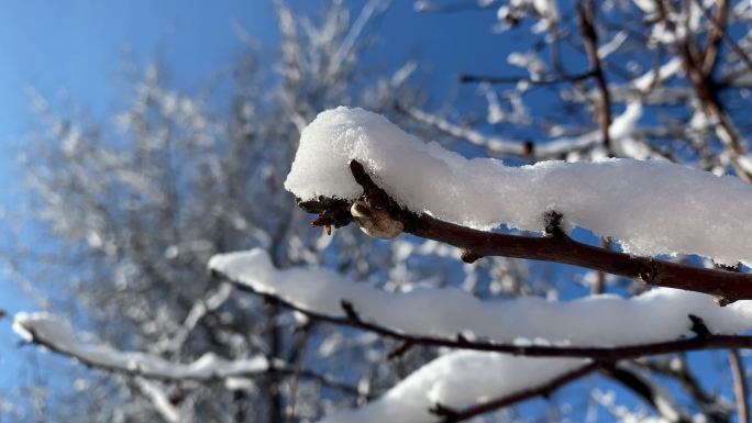 4K下雪后树挂蓝天空气好环境好空气质量高