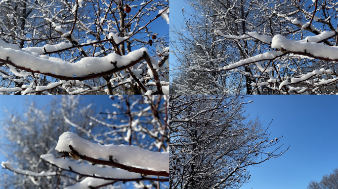 4K下雪后树挂蓝天空气好环境好空气质量高