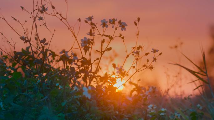 逆光唯美夕阳视频素材黄昏日落傍晚落日乡村