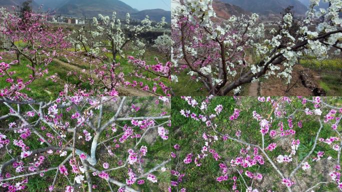 春暖花开满园春色桃花梨花艳丽开放