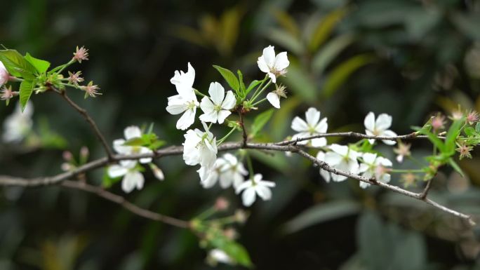 春天花开绿叶