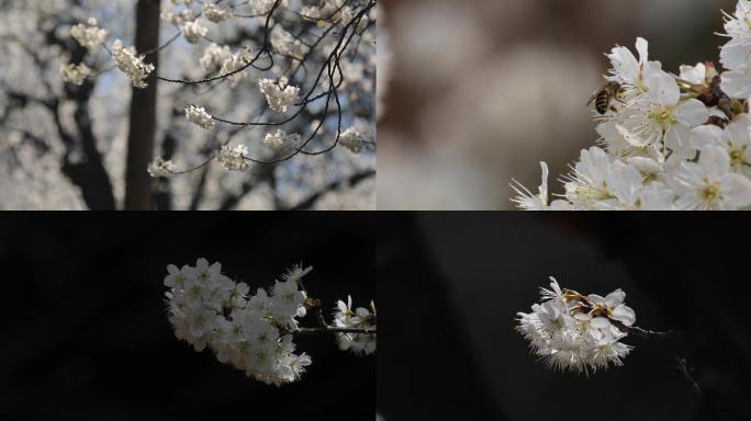 花 樱桃花 樱花