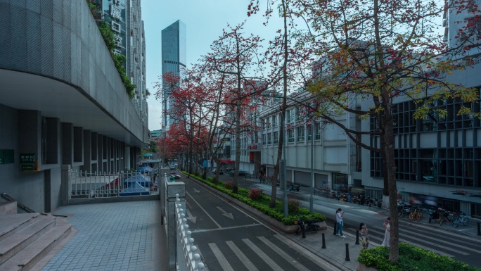 广州陵园西路木棉花延时