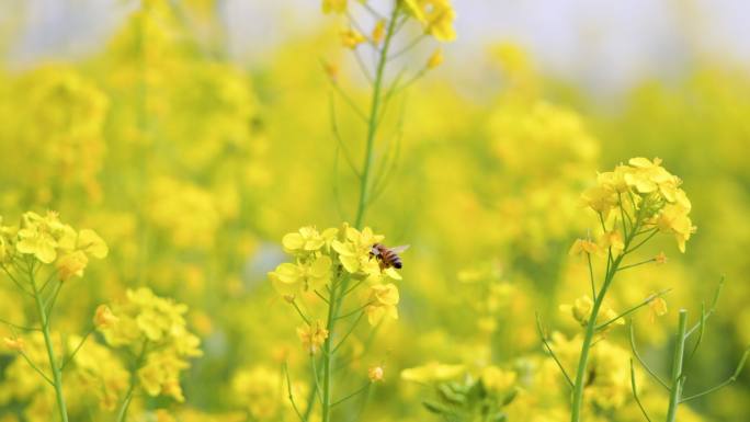 4K油菜花勤劳的蜜蜂采蜜