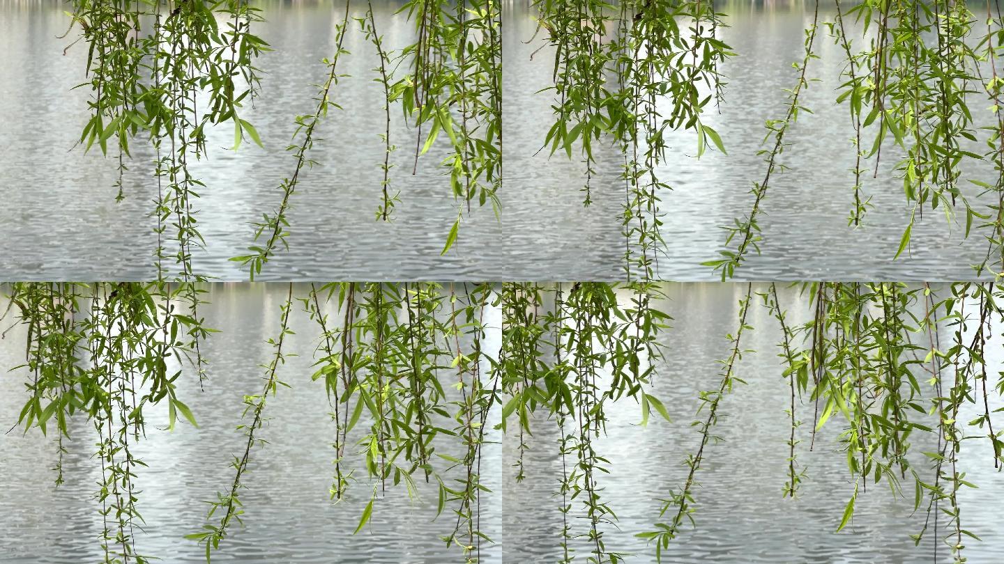 春天来了空镜湖面岸边柳条柳枝翠柳垂柳空镜