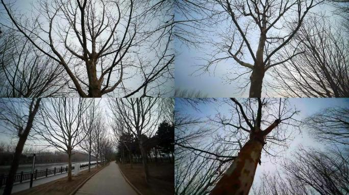冬春季节树木