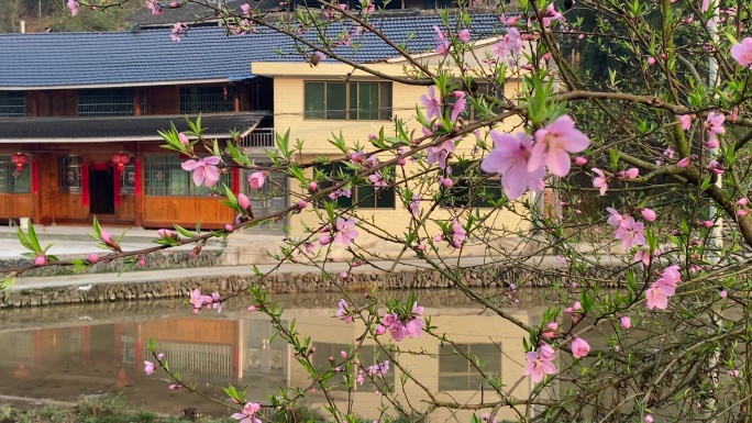 春日粉红桃花竞相开放在农村美丽院落前