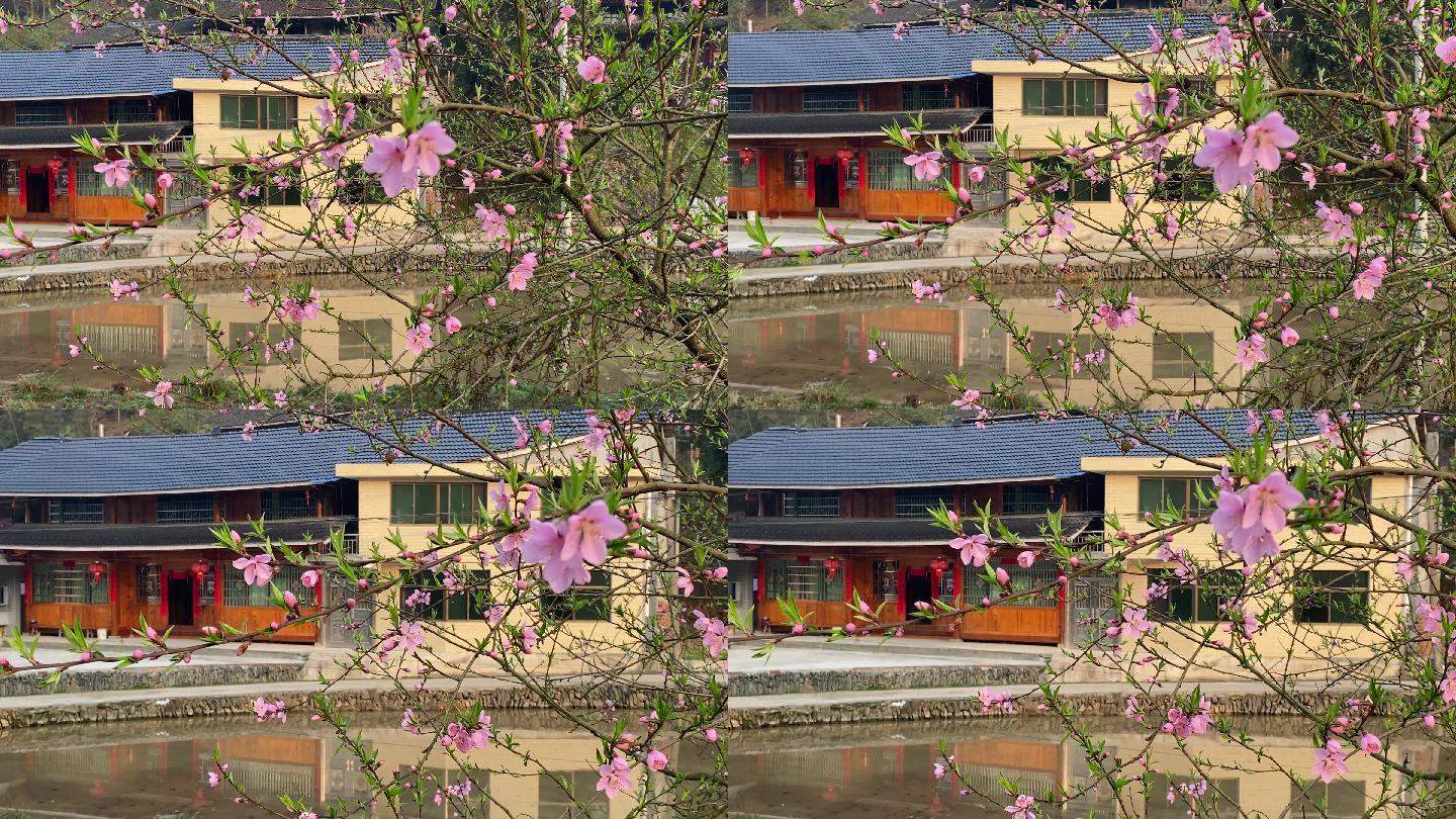 春日粉红桃花竞相开放在农村美丽院落前