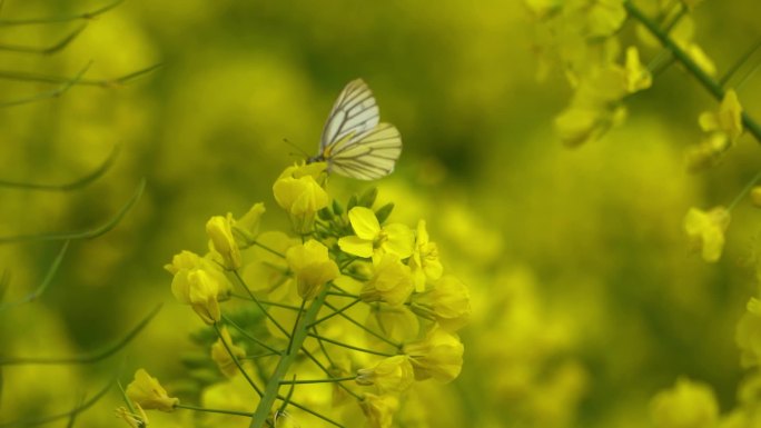 手抚摸油菜花蜜蜂采蜜蝴蝶飞舞春暖花开意境