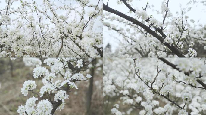 梨花春暖花开花丛繁花盛开江干李花春天花丛