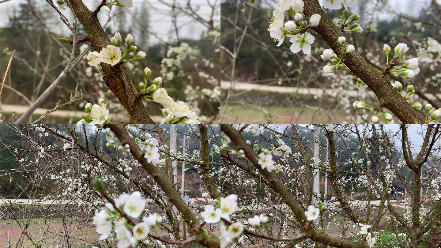 春日雪白梨花竞相开放在农村美丽院落前