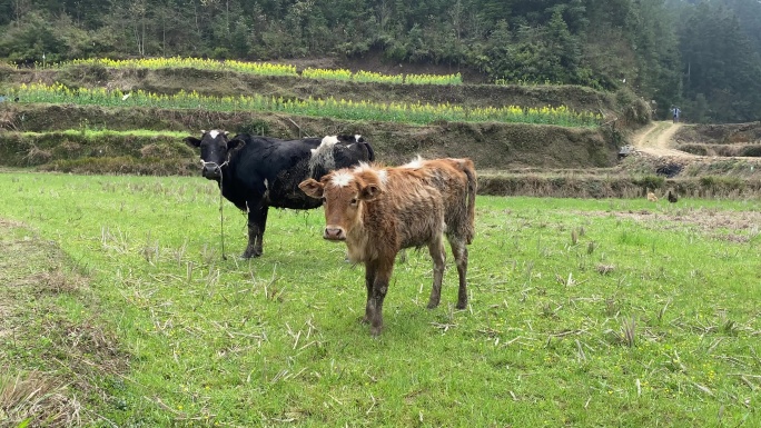农村的两天耕牛在待春耕的田野上放养吃草