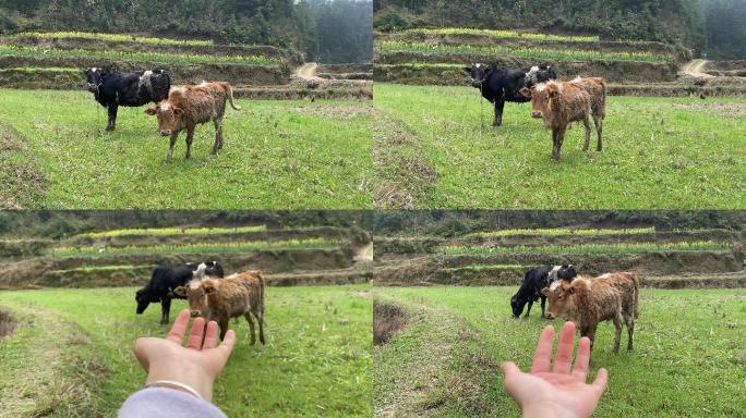 农村的两天耕牛在待春耕的田野上放养吃草