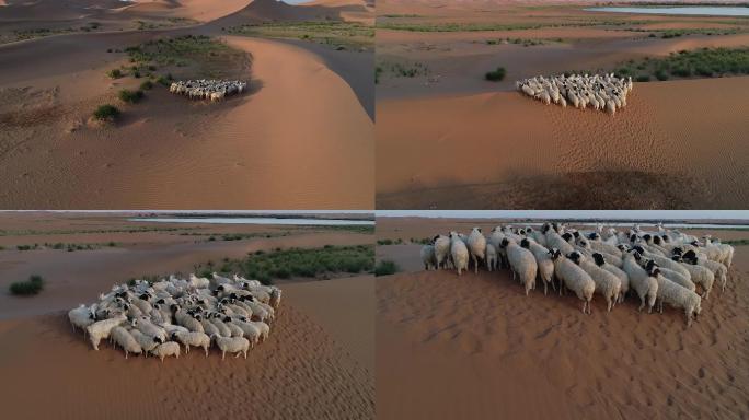 沙漠上的羊群
