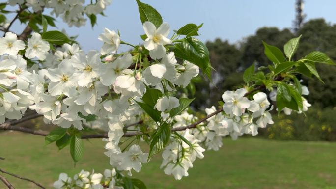 春天阳光下微风吹动白色樱花盛开实拍4K