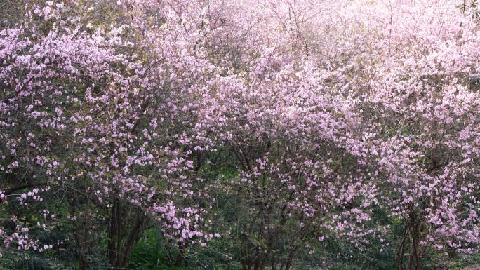 樱花