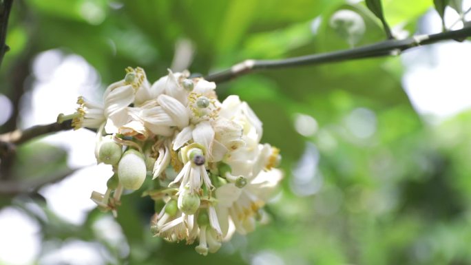 柚子花