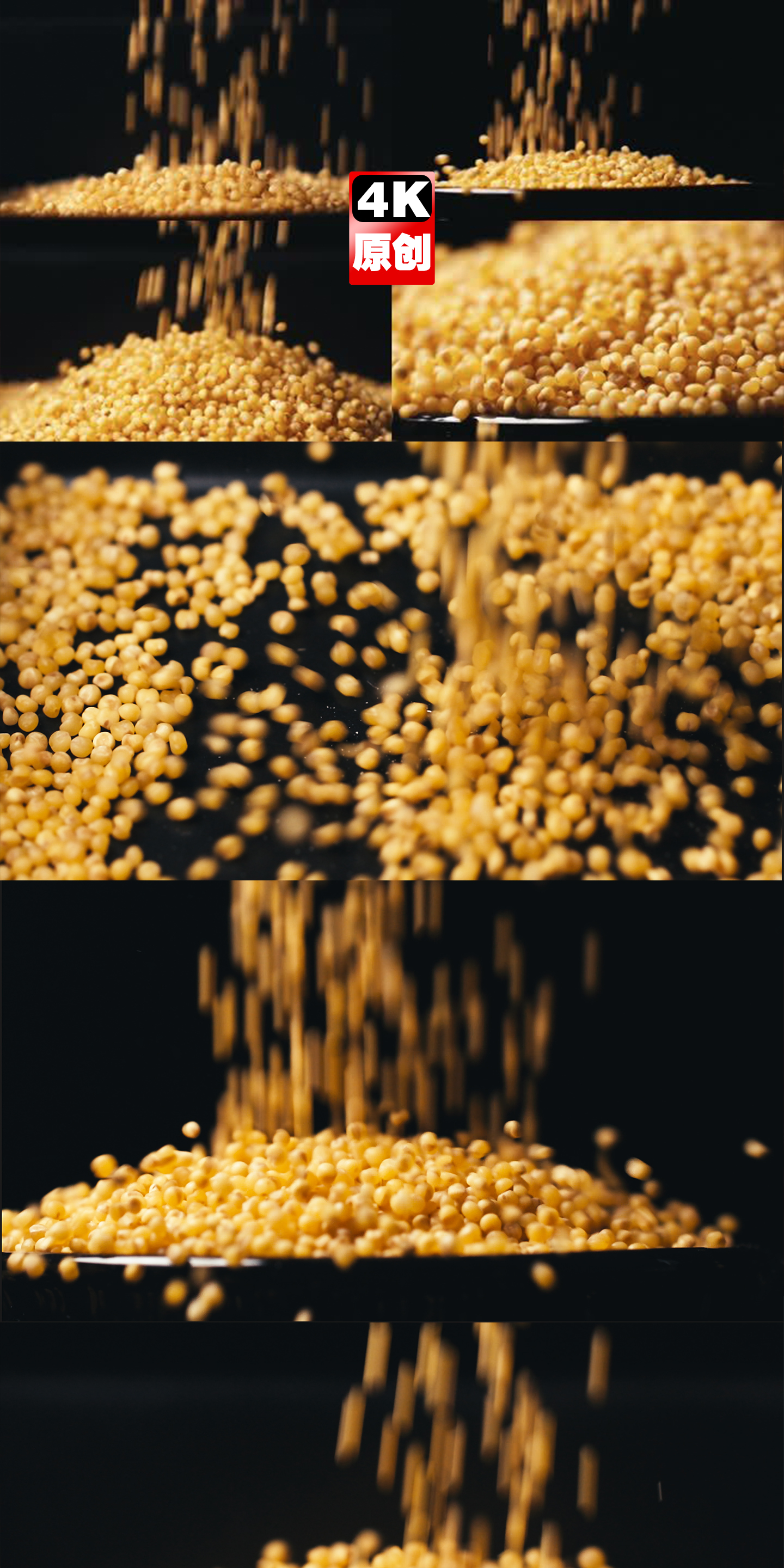 小黄米-粮食谷物特写