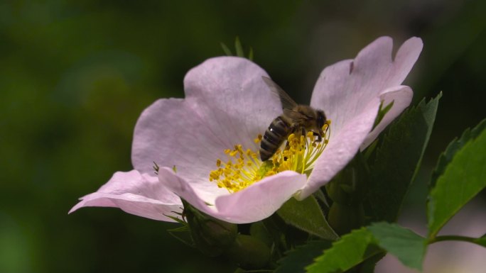 一只蜜蜂从一朵花上采集花粉
