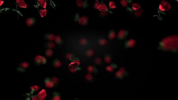 红色玫瑰花瓣开花婚礼婚庆唯美浪漫动态视频