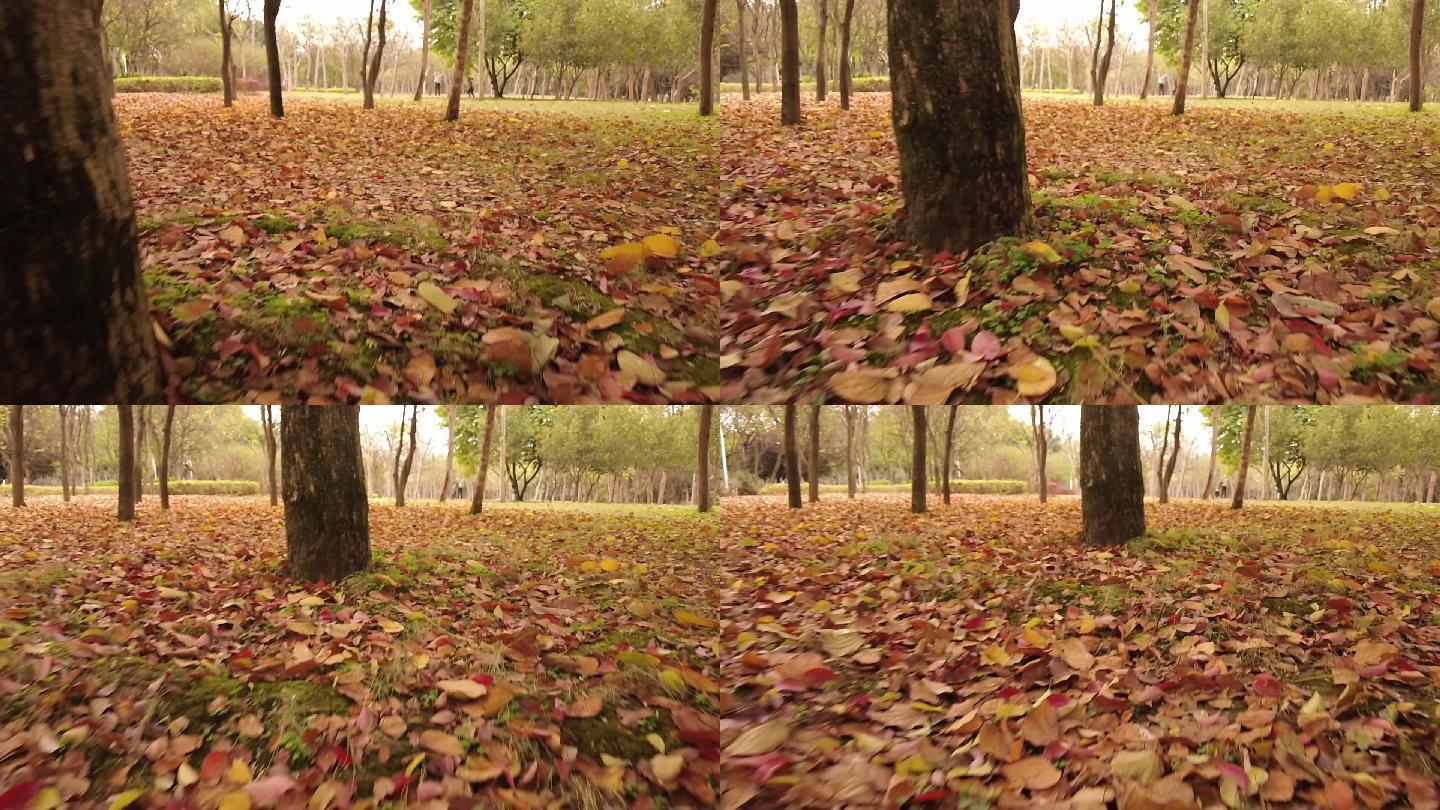 秋天 树下 落叶