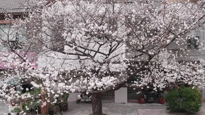 杭州樱花