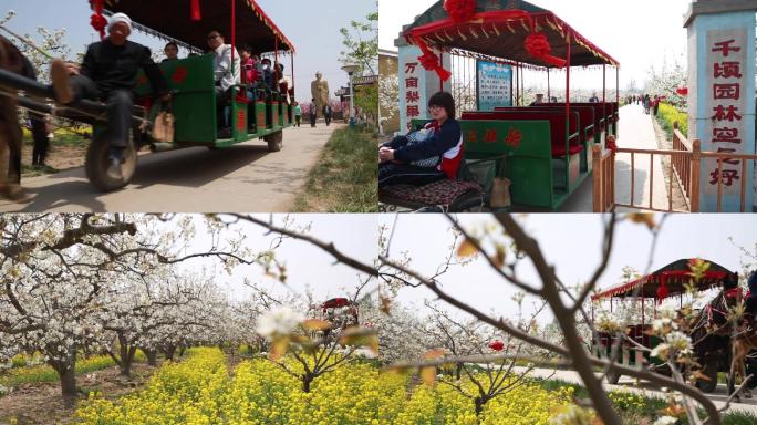 晋州梨花特色旅游