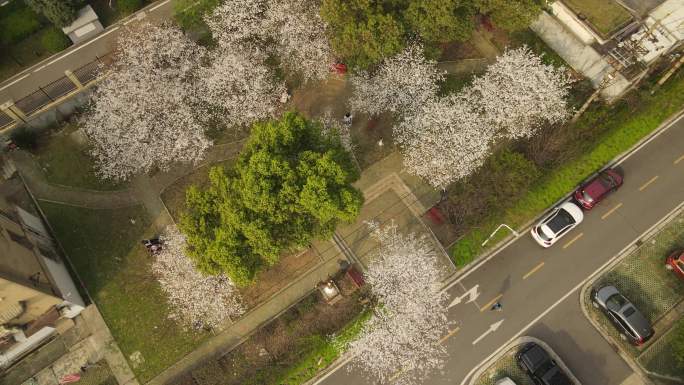 【4K】城市社区初春樱花航拍