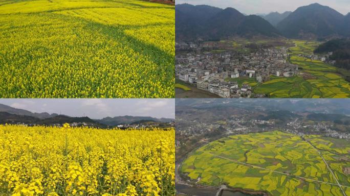 春天各地油菜花花海景观视频素材合集