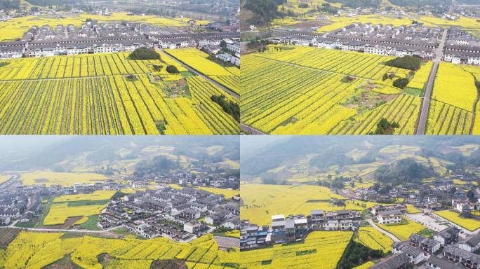 油菜花田美丽新农村乡村振兴田园风光