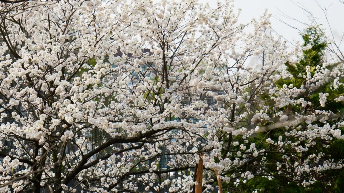 湖边樱花