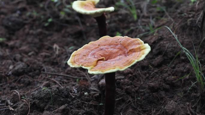彩色蘑菇灵芝