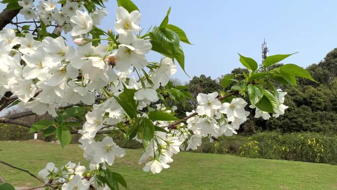 春天阳光樱花白色樱花蜜蜂采蜜实拍升格
