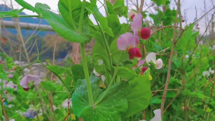 碗豆开花  植物 农村  扁豆 农作物