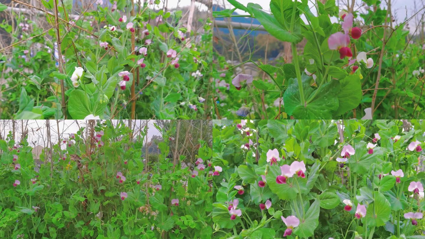 碗豆开花  植物 农村  扁豆 农作物