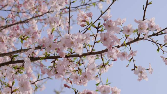 粉红樱花