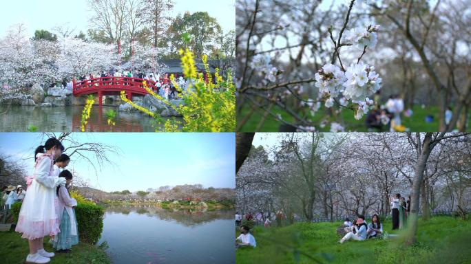 东湖樱花园游玩赏樱实拍