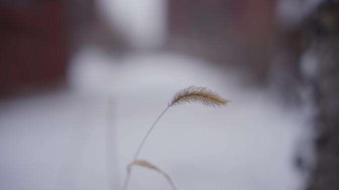 【8k影像】寒冬顽强生命孤独的狗尾巴草