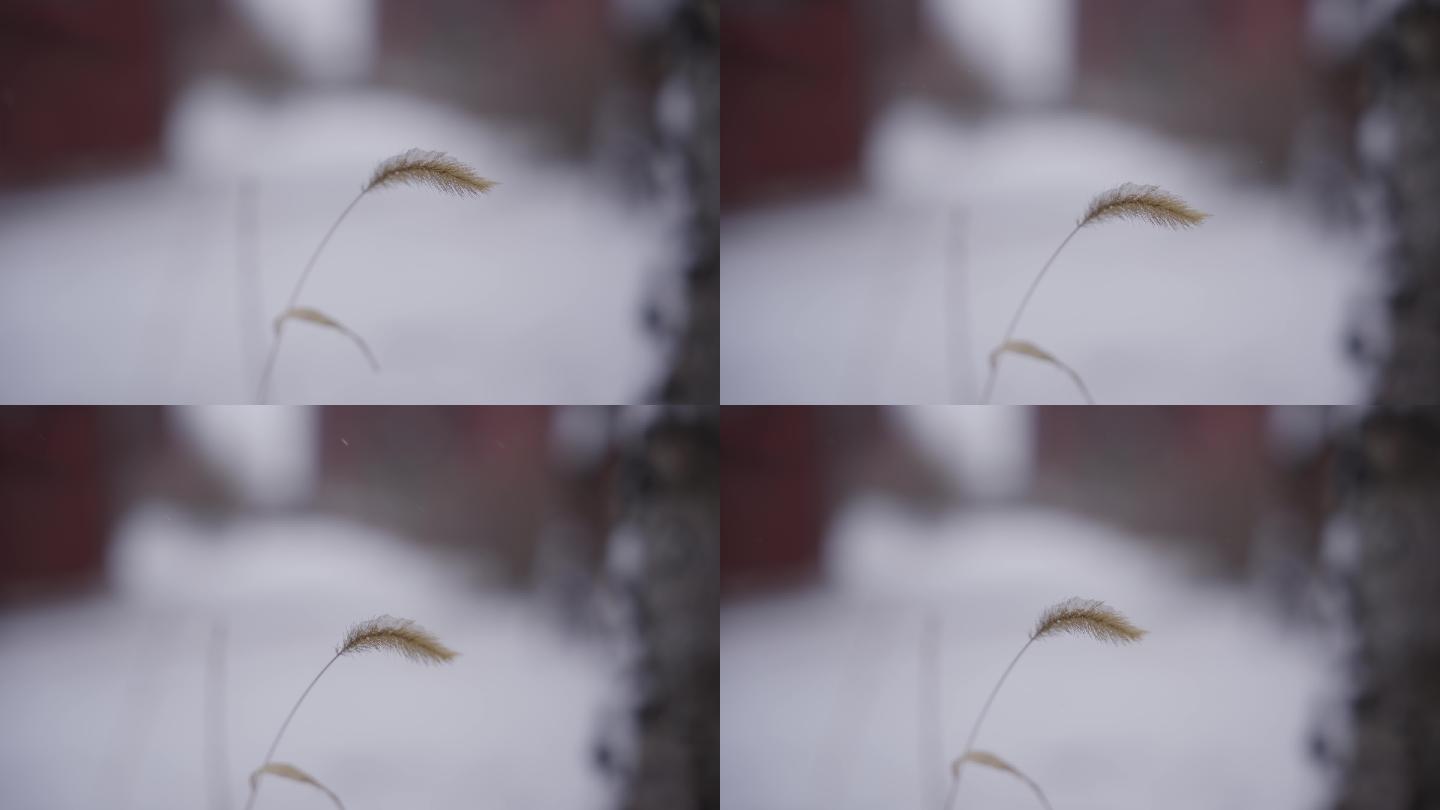 【8k影像】寒冬顽强生命孤独的狗尾巴草