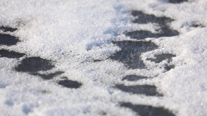 冰雪土壤生命