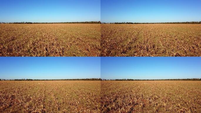 无人机拍摄旱灾农作物